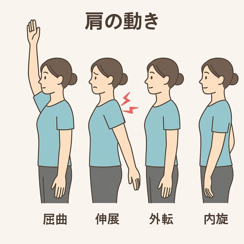 肩の動き