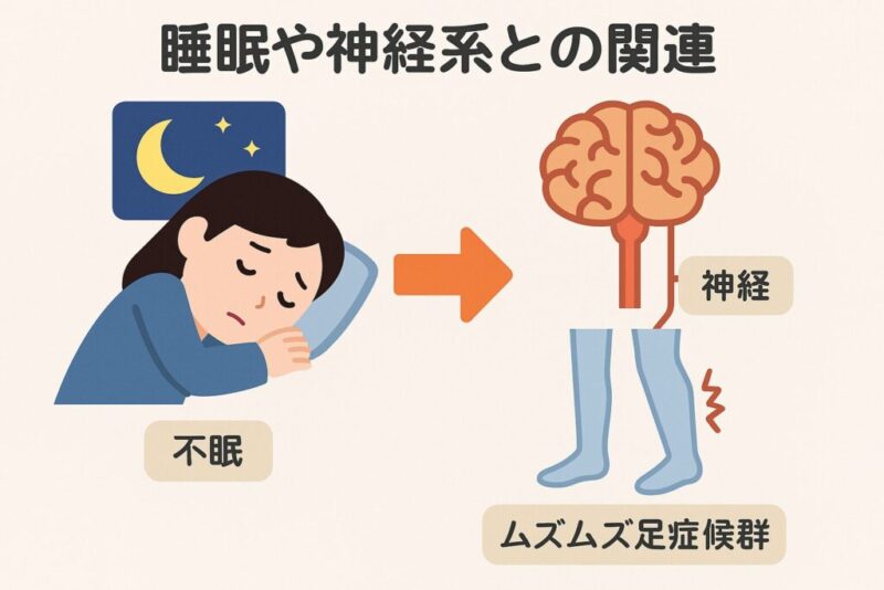 睡眠や神経系との関係